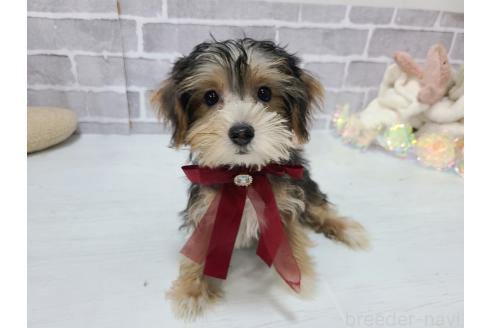 販売中の東京都のミックス犬-384241の8枚目