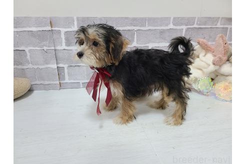 販売中の東京都のミックス犬-384241の7枚目