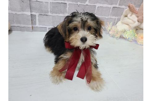 販売中の東京都のミックス犬-384241の6枚目