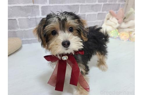 販売中の東京都のミックス犬-384241の4枚目