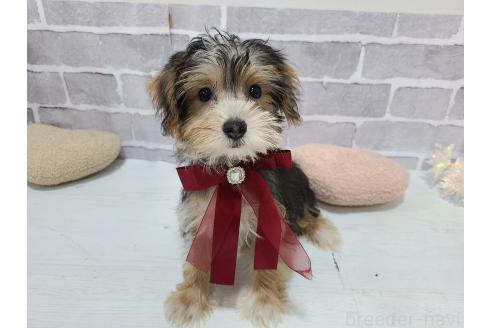 販売中の東京都のミックス犬-384241の3枚目