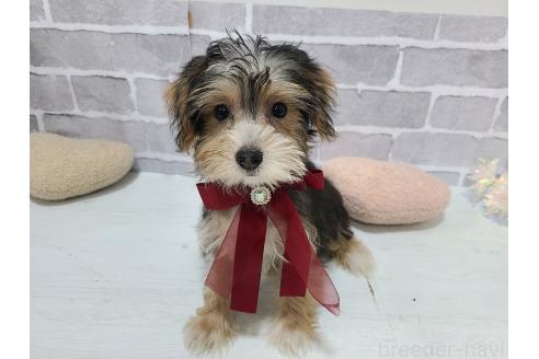 販売中の東京都のミックス犬-384241の2枚目