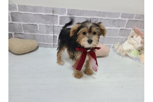 販売中の東京都のミックス犬-384234の11枚目