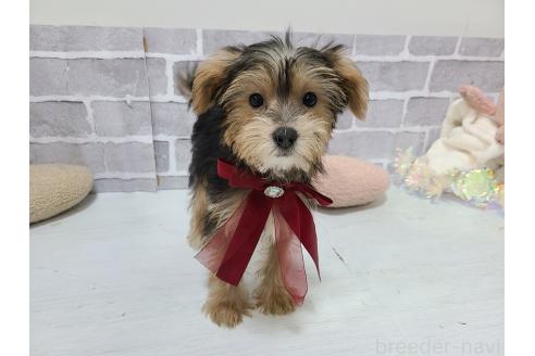 販売中の東京都のミックス犬-384234の10枚目