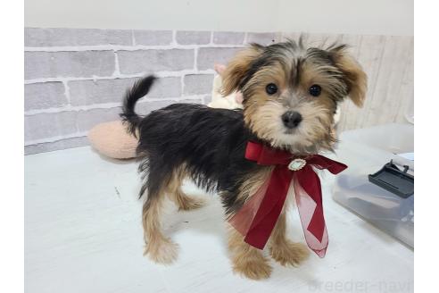販売中の東京都のミックス犬-384234の9枚目