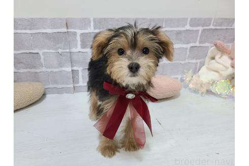 販売中の東京都のミックス犬-384234の8枚目
