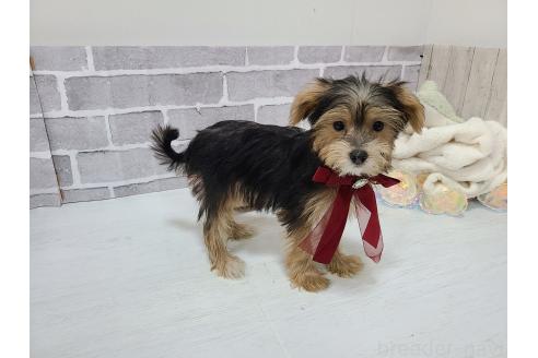 販売中の東京都のミックス犬-384234の7枚目