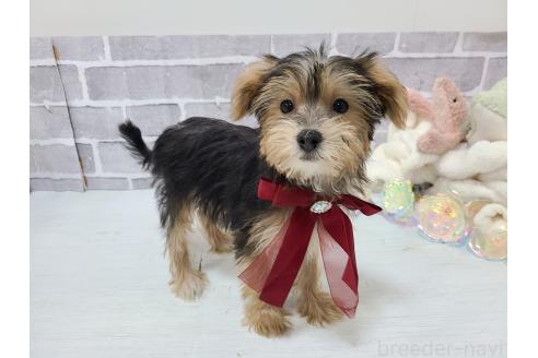 販売中の東京都のミックス犬-384234の6枚目