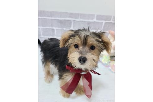 販売中の東京都のミックス犬-384234の5枚目