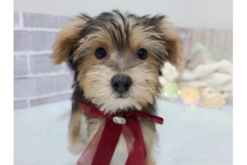 販売中の東京都のミックス犬-384234の4枚目