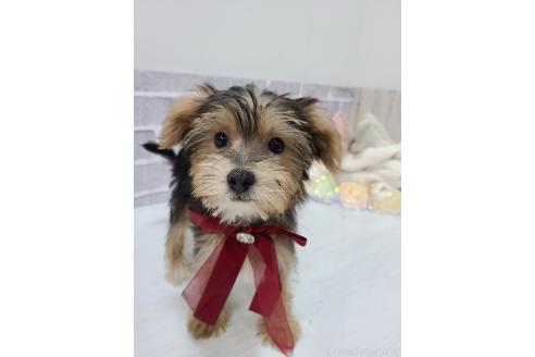 販売中の東京都のミックス犬-384234の3枚目