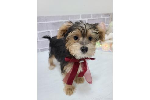 販売中の東京都のミックス犬-384234の2枚目