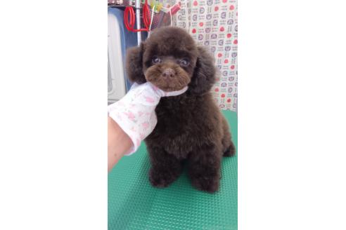 販売中の栃木県のタイニープードル-391755の3枚目