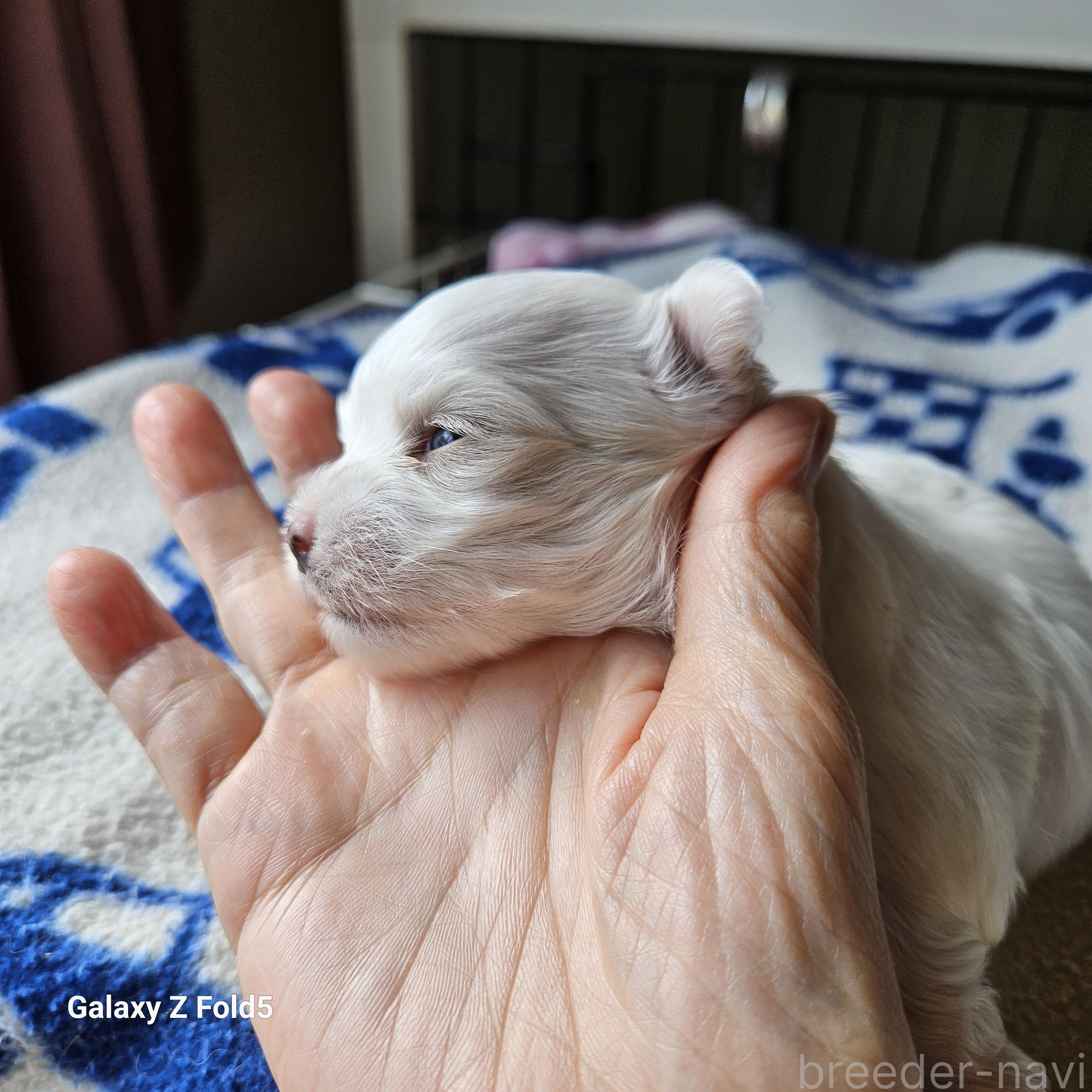 販売中の愛知県のマルチーズ-391759の2枚目