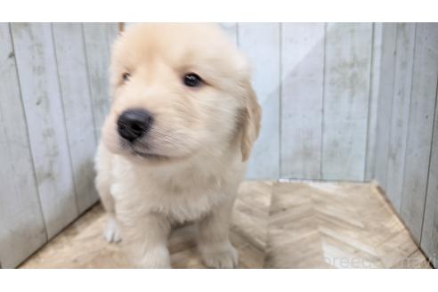 販売中の熊本県のゴールデンレトリーバー-385762の13枚目