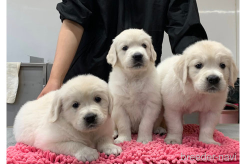 販売中の三重県のゴールデンレトリーバー-391661の3枚目