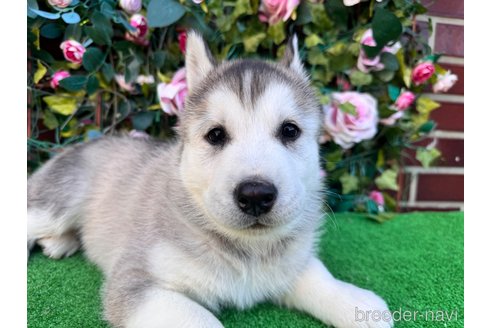 販売中の茨城県のシベリアンハスキー-391697の2枚目