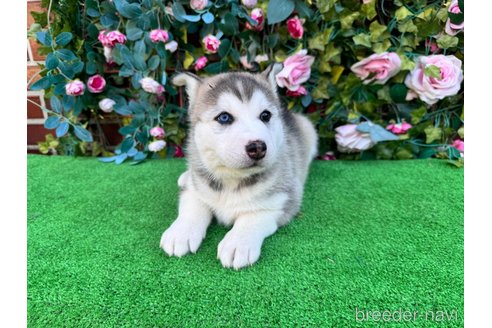 販売中の茨城県のシベリアンハスキー-391698の7枚目