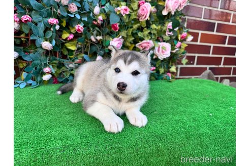販売中の茨城県のシベリアンハスキー-391698の4枚目
