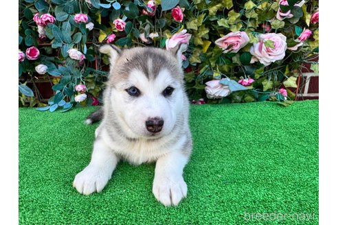 販売中の茨城県のシベリアンハスキー-391698の5枚目