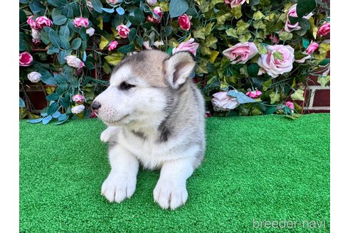 販売中の茨城県のシベリアンハスキー-391698の2枚目