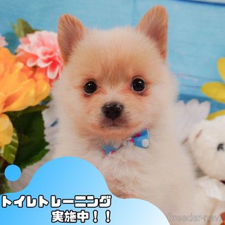 販売中の静岡県のポメチワ:ポメラニアン×チワワ-391716の1枚目