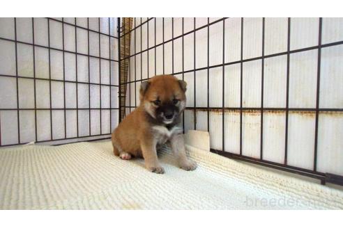 販売中の茨城県の柴犬-391611の1枚目