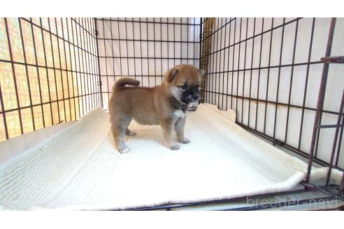 販売中の茨城県の柴犬-391611の6枚目