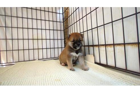 販売中の茨城県の柴犬-391611の5枚目