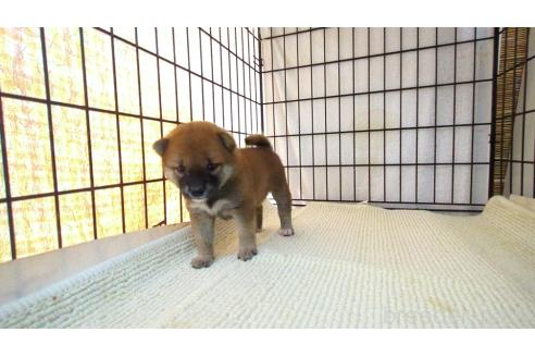 販売中の茨城県の柴犬-391611の4枚目