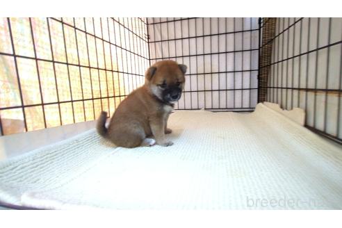 販売中の茨城県の柴犬-391611の2枚目