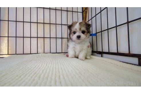 販売中の茨城県のチワマル:チワワ×マルチーズ-391614の6枚目