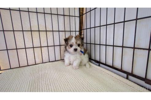 販売中の茨城県のチワマル:チワワ×マルチーズ-391614の3枚目