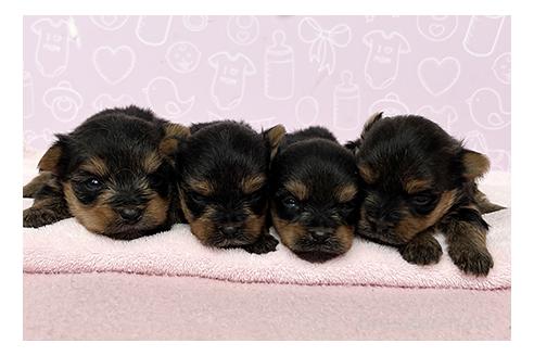 販売中の東京都のヨークシャーテリア-391613の5枚目