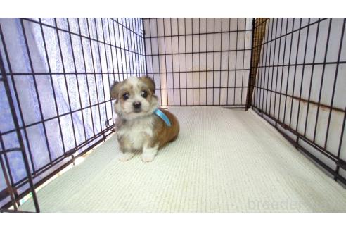 販売中の茨城県のチワマル:チワワ×マルチーズ-391615の6枚目