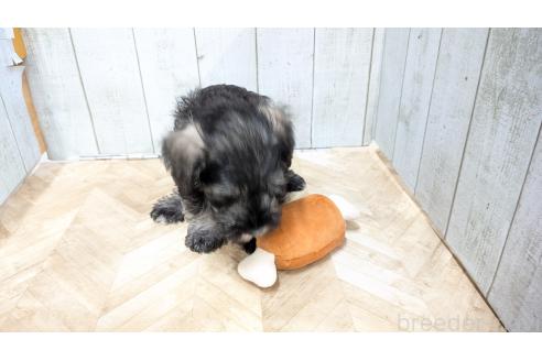 販売中の熊本県のミニチュアシュナウザー-385754の7枚目