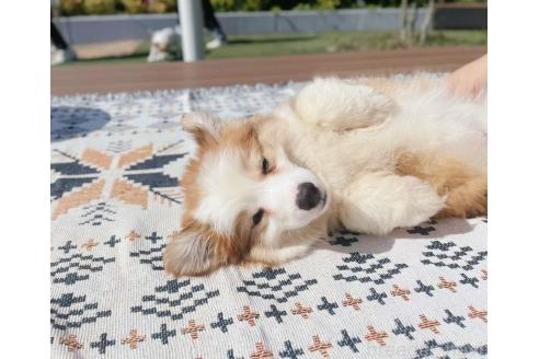 販売中の千葉県のウェルシュコーギーペンブローク-385280の2枚目