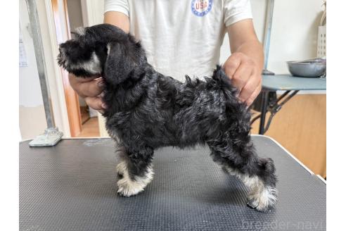販売中の千葉県のミニチュアシュナウザー-391785の4枚目