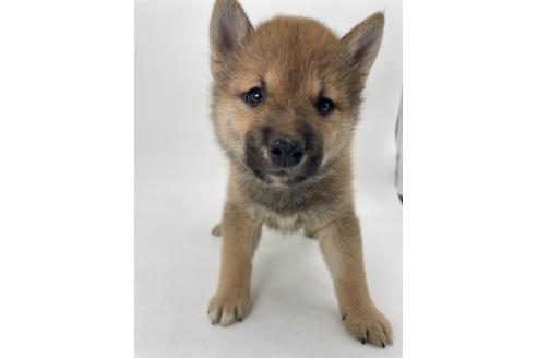 販売中の千葉県の柴犬-391788の13枚目