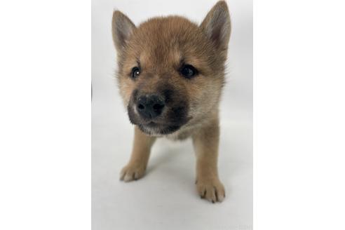 販売中の千葉県の柴犬-391788の12枚目