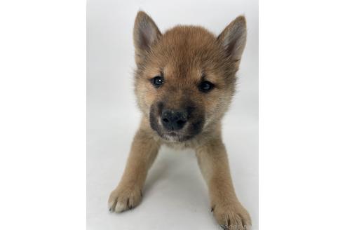 販売中の千葉県の柴犬-391788の11枚目