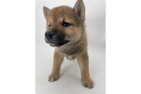 販売中の千葉県の柴犬-391788の10枚目