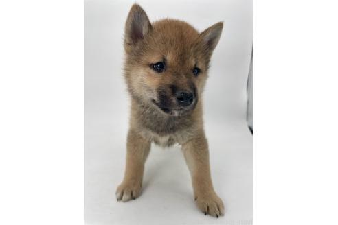 販売中の千葉県の柴犬-391788の9枚目