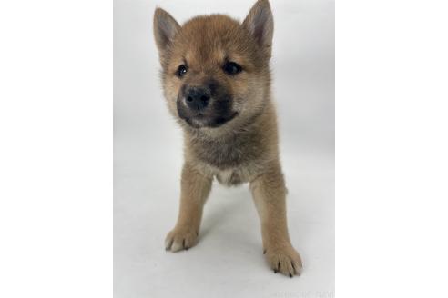 販売中の千葉県の柴犬-391788の8枚目
