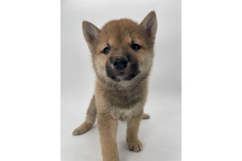 販売中の千葉県の柴犬-391788の7枚目