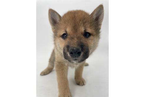 販売中の千葉県の柴犬-391788の6枚目