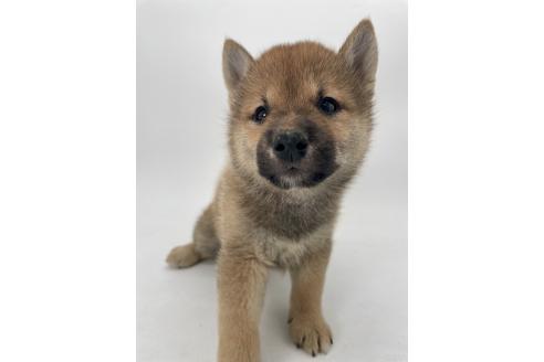 販売中の千葉県の柴犬-391788の5枚目