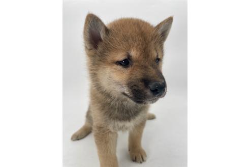 販売中の千葉県の柴犬-391788の4枚目