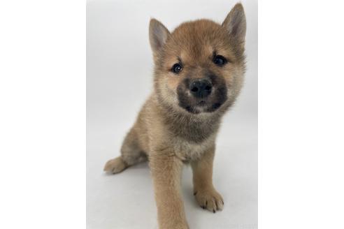 販売中の千葉県の柴犬-391788の3枚目
