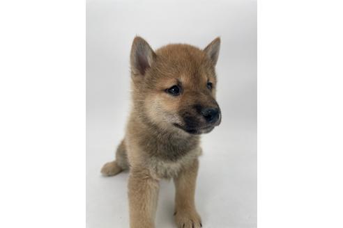販売中の千葉県の柴犬-391788の2枚目